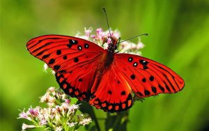 Butterfly Motivational Quotes