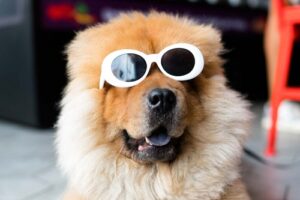 Cute Dog Captions For Instagram and Quotes