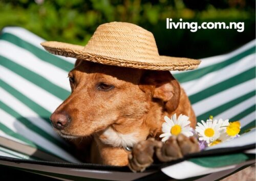 Funny Sleeping Dog Captions Funny Sleeping Dog Captions For Instagram - Living