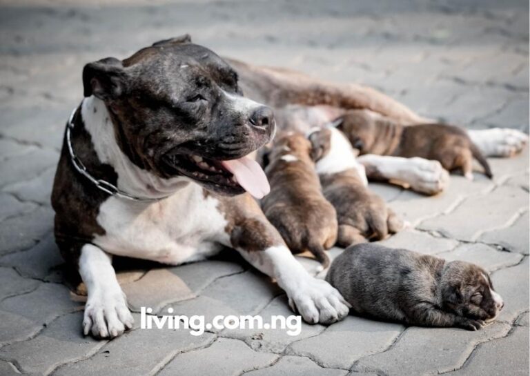 Pitbull Puppies with Captions